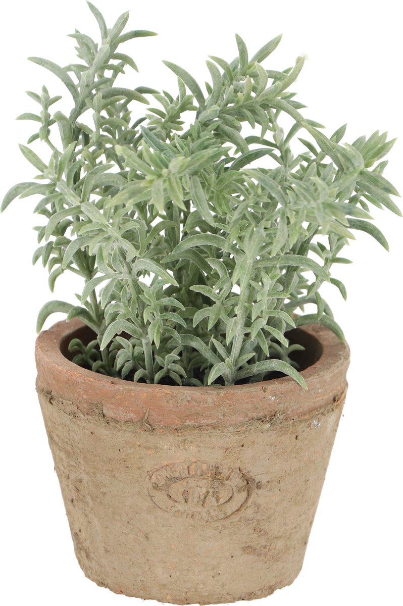 Esschert Design | Verouderde terracottapot met tijm | 1010100